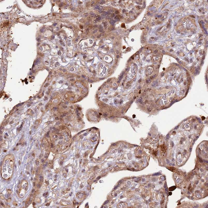 Atlas Antibodies Anti-PRR16 Antibody