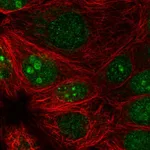 Atlas Antibodies Anti-PRR19 Antibody