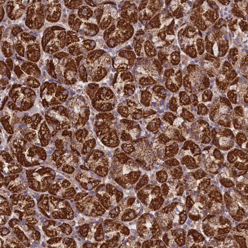Atlas Antibodies Anti-PRR25 Antibody