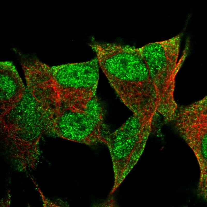 Atlas Antibodies Anti-PRR3 Antibody