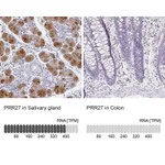 Atlas Antibodies Anti-PRR27 Antibody