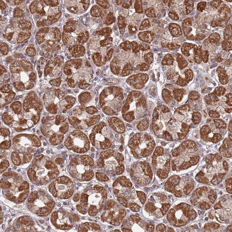 Atlas Antibodies Anti-PRR7 Antibody