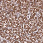 Atlas Antibodies Anti-PRR7 Antibody