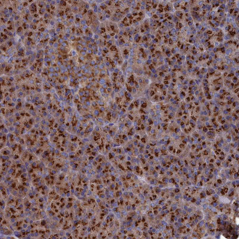 Atlas Antibodies Anti-PRRC1 Antibody