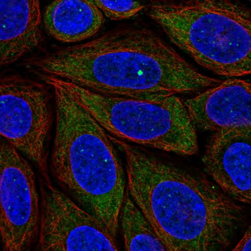 Atlas Antibodies Anti-PRRC2B Antibody