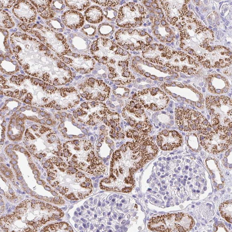 Atlas Antibodies Anti-PRRG3 Antibody