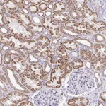Atlas Antibodies Anti-PRRG3 Antibody