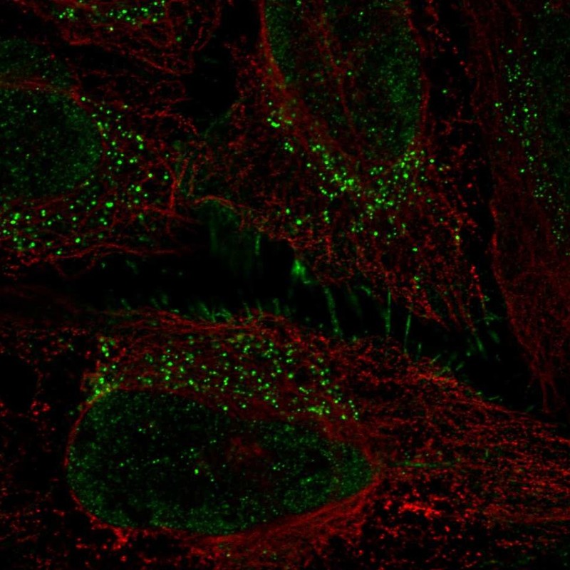Atlas Antibodies Anti-PRRG1 Antibody