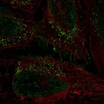 Atlas Antibodies Anti-PRRG1 Antibody