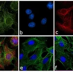 Thermo Fisher Scientific Goat anti-Rat IgG (H+L) Cross-Adsorbed Secondary Antibody, TRITC