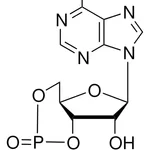Merck ADENOSINE 3``:5``-CYCLIC MONOPHOSPHATE &