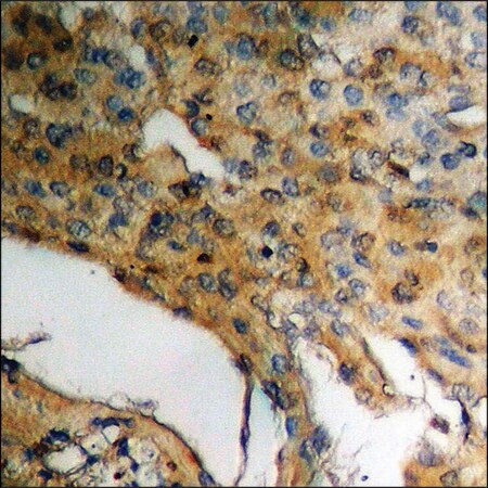 Merck Anti-phospho-CDC25B (pSer323) antibody produced in rabbit