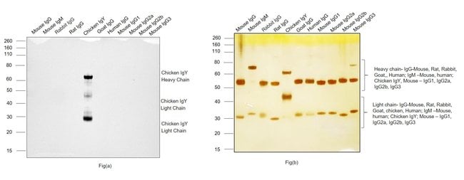 Thermo Fisher Scientific Rabbit anti-Chicken IgY (H+L) Secondary Antibody, Biotin