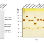 Thermo Fisher Scientific Rabbit anti-Chicken IgY (H+L) Secondary Antibody, Biotin