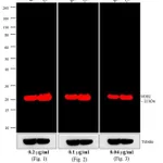 Thermo Fisher Scientific Goat anti-Mouse IgG (H+L) Cross-Adsorbed Secondary Antibody, Alexa Fluor 700