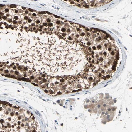 Merck Anti-HSPA4 antibody produced in rabbit