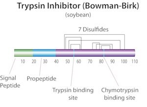 Merck TRYPSIN-CHYMOTRYPSIN INHIBITOR FROM SOYB