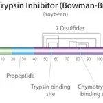Merck TRYPSIN-CHYMOTRYPSIN INHIBITOR FROM SOYB