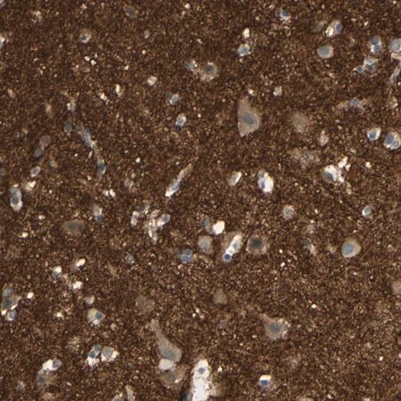 Merck Anti-ICAM5 antibody produced in rabbit