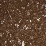 Merck Anti-ICAM5 antibody produced in rabbit