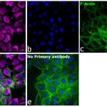 Thermo Fisher Scientific Goat anti-Mouse IgG1 Cross-Adsorbed Secondary Antibody, Alexa Fluor 647