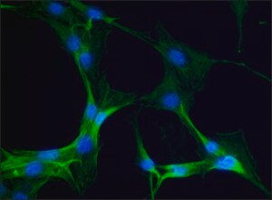Merck ANTI-MYOSIN IIA, NON MUSCLE, DEVELOPED I