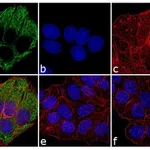 Thermo Fisher Scientific F(ab`)2-Goat anti-Mouse IgG, IgM (H+L) Secondary Antibody, Alexa Fluor 488
