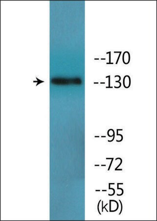 Merck Anti-phospho-IRS-1 (pTyr896) antibody produced in rabbit