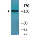 Merck Anti-phospho-IRS-1 (pTyr896) antibody produced in rabbit