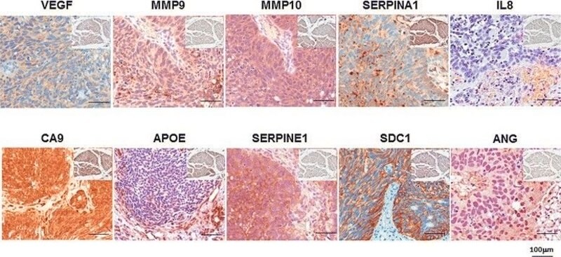 Merck Anti-SERPINE1 antibody produced in rabbit