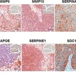 Merck Anti-SERPINE1 antibody produced in rabbit