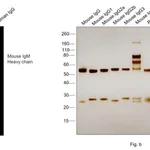 Thermo Fisher Scientific Goat anti-Mouse IgM (Heavy chain) Cross-Adsorbed Secondary Antibody, Alexa Fluor 568
