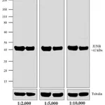 Thermo Fisher Scientific Goat anti-Rabbit IgG Fc Secondary Antibody, HRP