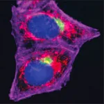 Merck Anti-Rabbit IgG (H+L), highly cross-adsorbed, CF(TM) 555 antibody produced in donkey