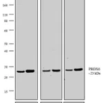 Thermo Fisher Scientific Donkey anti-Rabbit IgG (H+L) Cross-Adsorbed Secondary Antibody, AP