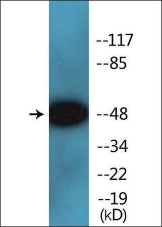 Merck Anti-phospho-Smad2/3 (pThr8) antibody produced in rabbit