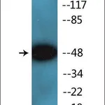 Merck Anti-phospho-Smad2/3 (pThr8) antibody produced in rabbit