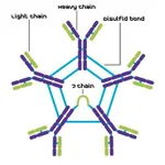 Merck HUMAN IMMUNOGLOBULIN M (IGM), FROM SERUM