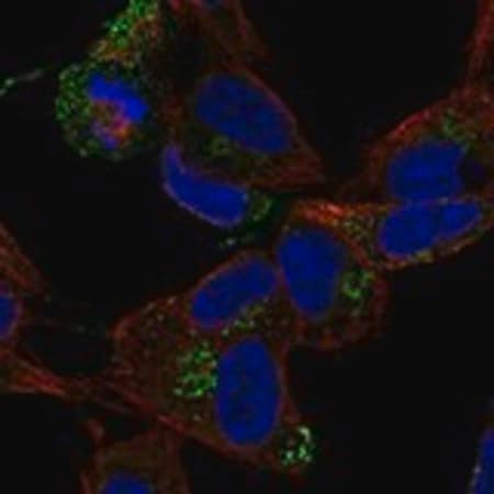 Merck Anti-CCDC136 antibody produced in rabbit