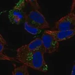 Merck Anti-CCDC136 antibody produced in rabbit