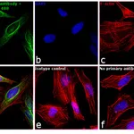 Thermo Fisher Scientific Goat anti-Rabbit IgG (H+L) Cross-Adsorbed Secondary Antibody, DyLight 488