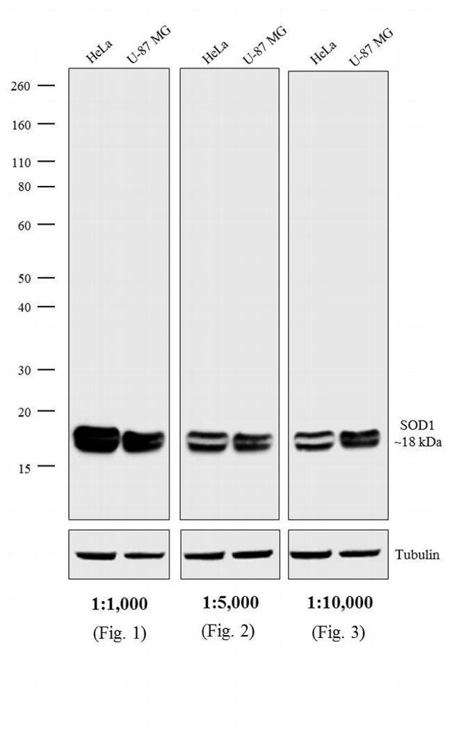 Thermo Fisher Scientific Goat anti-Mouse IgG, IgM, IgA (H+L) Secondary Antibody, HRP