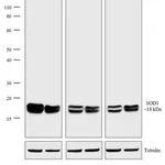 Thermo Fisher Scientific Goat anti-Mouse IgG, IgM, IgA (H+L) Secondary Antibody, HRP