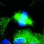 Merck FITC CONJUGATE-GOAT ANTI-MOUSE IGG-WHOL&