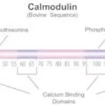 Merck CALMODULIN FROM BOVINE TESTES, BIOULTRA&