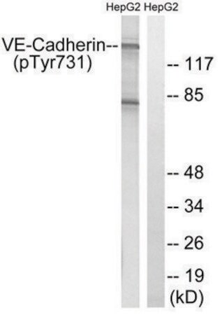 Merck Anti-phospho-VE-Cadherin (pTyr731) antibody produced in rabbit