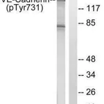 Merck Anti-phospho-VE-Cadherin (pTyr731) antibody produced in rabbit