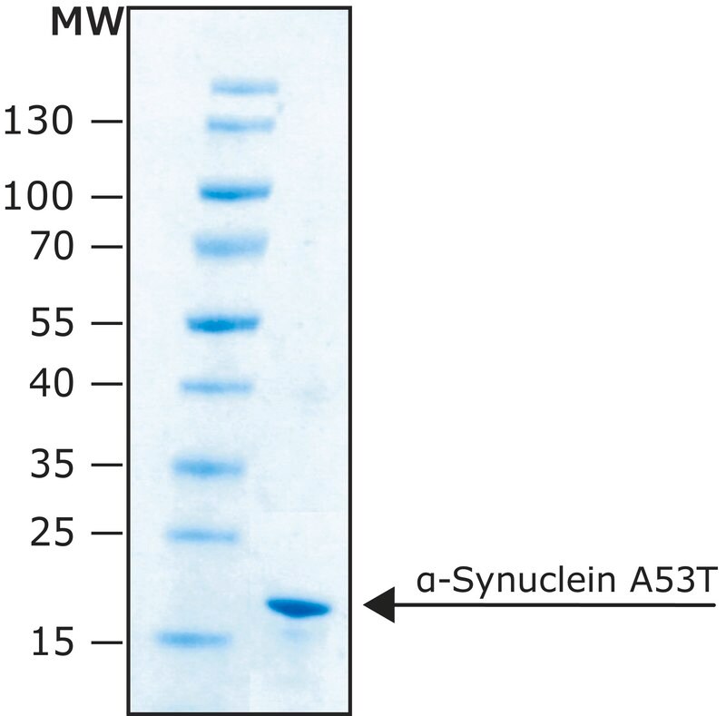 Merck alpha-Synuclein A53T human