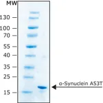 Merck alpha-Synuclein A53T human