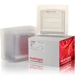 Thermo Fisher Scientific Novex TBE Gels, 20%, 12-well, 10 Gels/Box